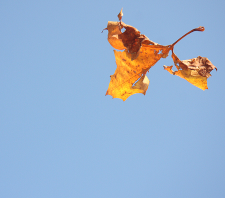 낙엽, 가을 하늘을 날다