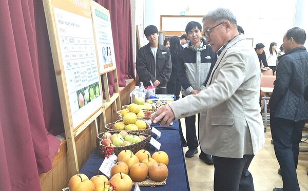     ‘2025년 농촌진흥사업 종합평가회’에 참가한 농업인들이 배 전략 품종 및 무·일중봉지 재배로 생산된 ​​​​​​​   배를 관심 있게 살펴보고 있다.  (사진 제공-나주시)